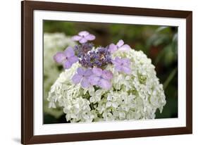 Mixed Hydrangea Flowers-Archie Young-Framed Photographic Print