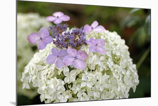 Mixed Hydrangea Flowers-Archie Young-Mounted Photographic Print