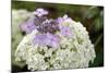 Mixed Hydrangea Flowers-Archie Young-Mounted Photographic Print