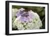 Mixed Hydrangea Flowers-Archie Young-Framed Photographic Print