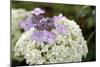 Mixed Hydrangea Flowers-Archie Young-Mounted Photographic Print