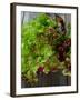 Mixed Lettuce-zhekos-Framed Photographic Print
