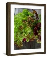 Mixed Lettuce-zhekos-Framed Photographic Print