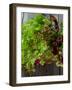 Mixed Lettuce-zhekos-Framed Photographic Print