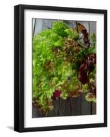 Mixed Lettuce-zhekos-Framed Photographic Print