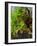 Mixed Lettuce-zhekos-Framed Photographic Print