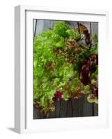 Mixed Lettuce-zhekos-Framed Photographic Print