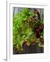 Mixed Lettuce-zhekos-Framed Photographic Print