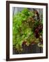 Mixed Lettuce-zhekos-Framed Photographic Print