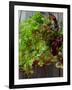 Mixed Lettuce-zhekos-Framed Photographic Print