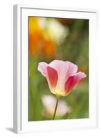 Mixed Mission Bells Poppies in Full Bloom-Terry Eggers-Framed Photographic Print