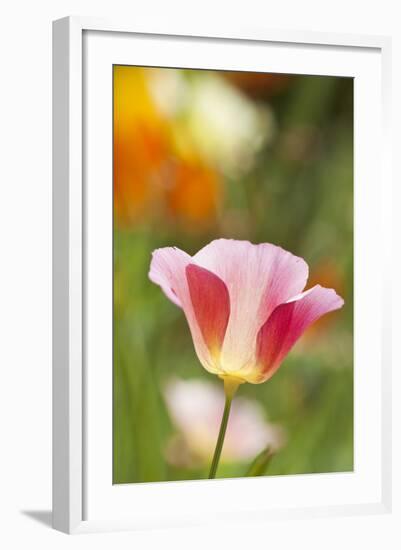 Mixed Mission Bells Poppies in Full Bloom-Terry Eggers-Framed Photographic Print