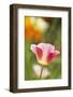 Mixed Mission Bells Poppies in Full Bloom-Terry Eggers-Framed Photographic Print