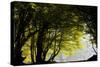 Mixed Old Beech and Hornbeam Forest and Wood Pasture-null-Stretched Canvas