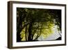 Mixed Old Beech and Hornbeam Forest and Wood Pasture-null-Framed Photographic Print