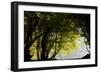 Mixed Old Beech and Hornbeam Forest and Wood Pasture-null-Framed Photographic Print