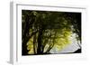 Mixed Old Beech and Hornbeam Forest and Wood Pasture-null-Framed Photographic Print