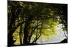Mixed Old Beech and Hornbeam Forest and Wood Pasture-null-Mounted Photographic Print