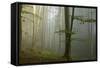 Mixed Old Beech and Hornbeam Forest in Early Morning Mist-null-Framed Stretched Canvas