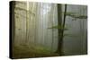 Mixed Old Beech and Hornbeam Forest in Early Morning Mist-null-Stretched Canvas