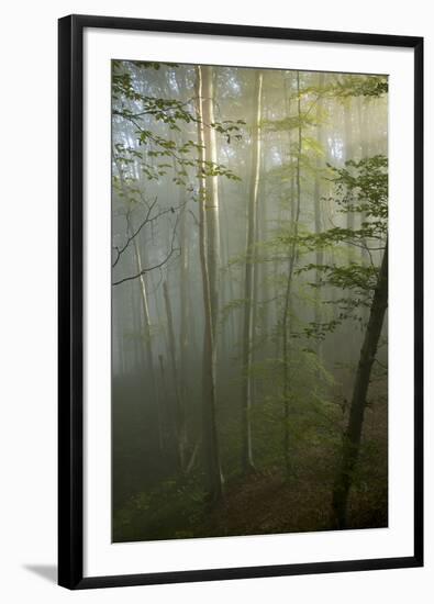 Mixed Old Beech and Hornbeam Forest in Early Morning Mist-null-Framed Photographic Print