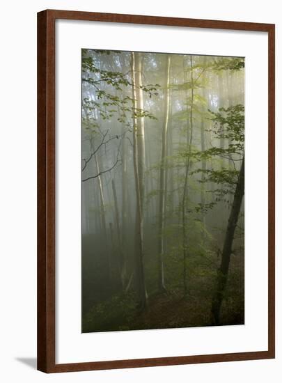 Mixed Old Beech and Hornbeam Forest in Early Morning Mist-null-Framed Photographic Print