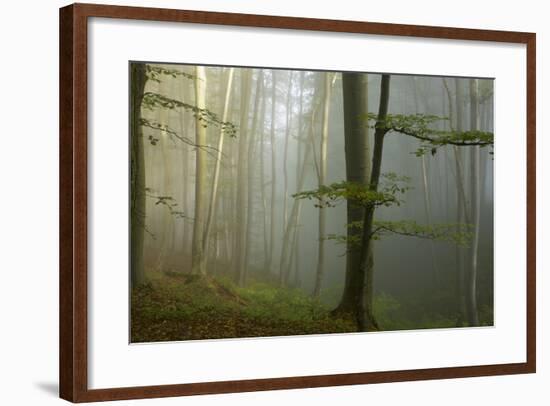 Mixed Old Beech and Hornbeam Forest in Early Morning Mist-null-Framed Photographic Print