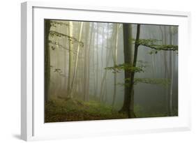 Mixed Old Beech and Hornbeam Forest in Early Morning Mist-null-Framed Photographic Print