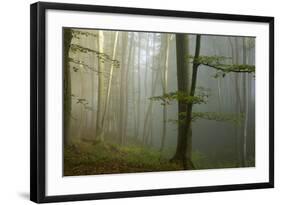 Mixed Old Beech and Hornbeam Forest in Early Morning Mist-null-Framed Photographic Print