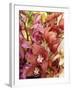 Mixed Orchids-Tony Craddock-Framed Photographic Print