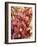 Mixed Orchids-Tony Craddock-Framed Photographic Print