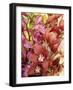 Mixed Orchids-Tony Craddock-Framed Photographic Print