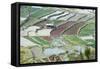 Mixed Paddy Fields Growing Vegetables under Highly Efficient Jhum System of Slash and Burn, India-Annie Owen-Framed Stretched Canvas