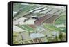 Mixed Paddy Fields Growing Vegetables under Highly Efficient Jhum System of Slash and Burn, India-Annie Owen-Framed Stretched Canvas