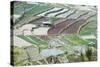 Mixed Paddy Fields Growing Vegetables under Highly Efficient Jhum System of Slash and Burn, India-Annie Owen-Stretched Canvas