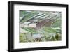 Mixed Paddy Fields Growing Vegetables under Highly Efficient Jhum System of Slash and Burn, India-Annie Owen-Framed Photographic Print