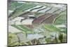Mixed Paddy Fields Growing Vegetables under Highly Efficient Jhum System of Slash and Burn, India-Annie Owen-Mounted Photographic Print