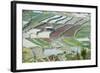 Mixed Paddy Fields Growing Vegetables under Highly Efficient Jhum System of Slash and Burn, India-Annie Owen-Framed Photographic Print