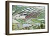 Mixed Paddy Fields Growing Vegetables under Highly Efficient Jhum System of Slash and Burn, India-Annie Owen-Framed Photographic Print