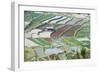 Mixed Paddy Fields Growing Vegetables under Highly Efficient Jhum System of Slash and Burn, India-Annie Owen-Framed Photographic Print