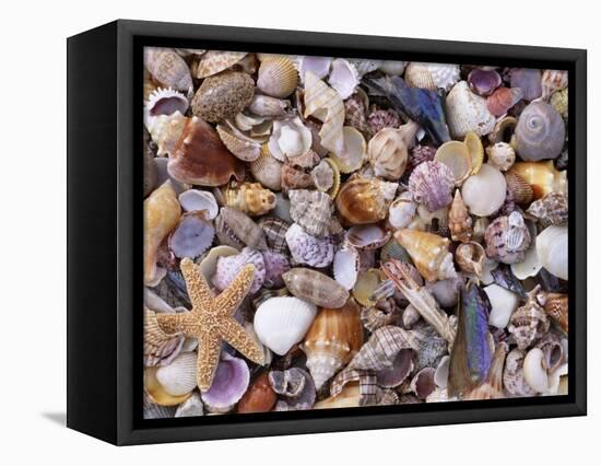 Mixed Sea Shells on Beach, Sarasata, Florida, USA-Lynn M. Stone-Framed Stretched Canvas