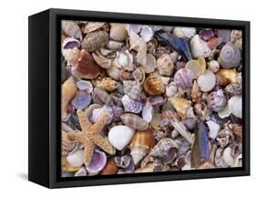 Mixed Sea Shells on Beach, Sarasata, Florida, USA-Lynn M. Stone-Framed Stretched Canvas