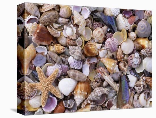 Mixed Sea Shells on Beach, Sarasata, Florida, USA-Lynn M. Stone-Stretched Canvas