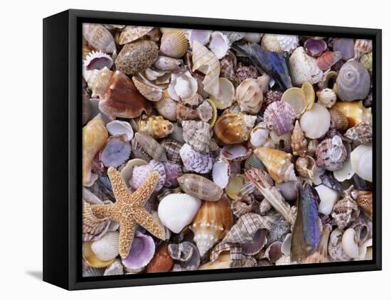 Mixed Sea Shells on Beach, Sarasata, Florida, USA-Lynn M. Stone-Framed Stretched Canvas