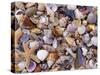 Mixed Sea Shells on Beach, Sarasata, Florida, USA-Lynn M. Stone-Stretched Canvas