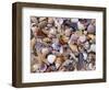 Mixed Sea Shells on Beach, Sarasata, Florida, USA-Lynn M. Stone-Framed Premium Photographic Print