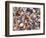 Mixed Sea Shells on Beach, Sarasata, Florida, USA-Lynn M. Stone-Framed Premium Photographic Print