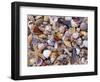 Mixed Sea Shells on Beach, Sarasata, Florida, USA-Lynn M. Stone-Framed Premium Photographic Print