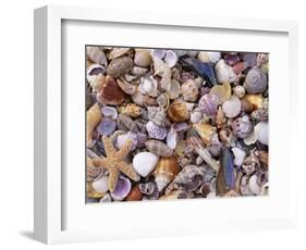 Mixed Sea Shells on Beach, Sarasata, Florida, USA-Lynn M. Stone-Framed Premium Photographic Print