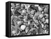 Mixed Sea Shells on Beach, Sarasata, Florida, USA-Lynn M^ Stone-Framed Stretched Canvas